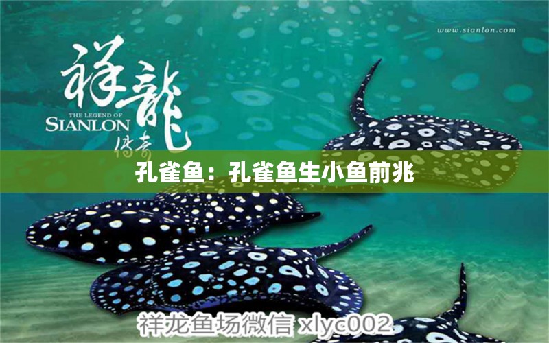 孔雀魚：孔雀魚生小魚前兆 斯維尼關(guān)刀魚