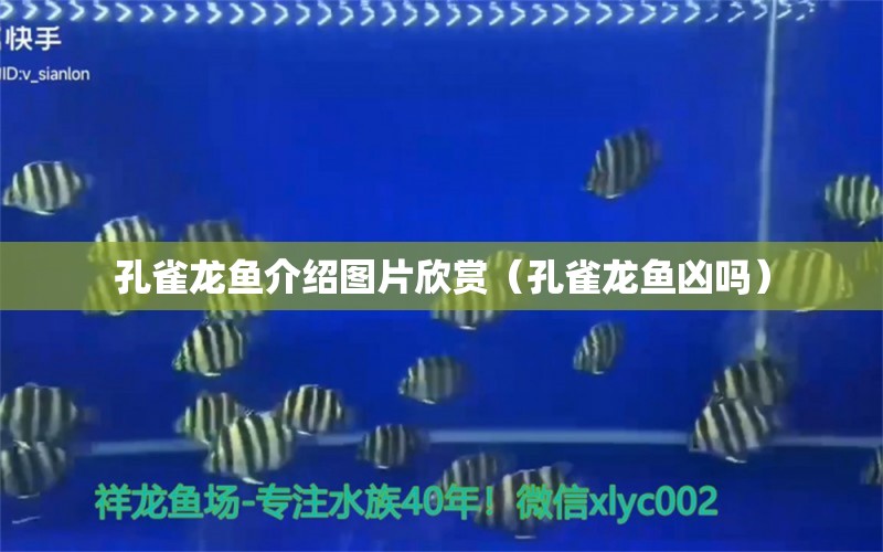 孔雀龍魚介紹圖片欣賞（孔雀龍魚兇嗎） 非洲象鼻魚