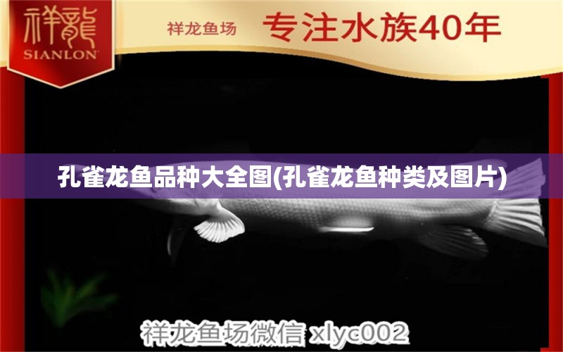 孔雀龍魚品種大全圖(孔雀龍魚種類及圖片) 祥龍魚場