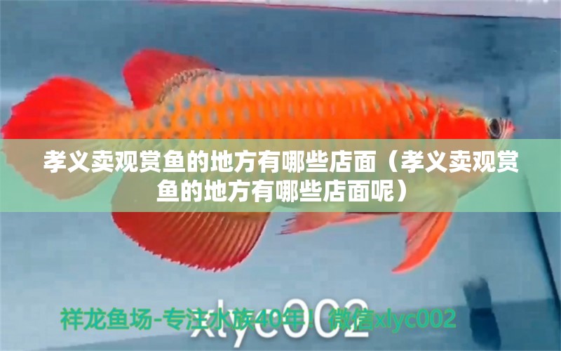 孝義賣觀賞魚(yú)的地方有哪些店面（孝義賣觀賞魚(yú)的地方有哪些店面呢）