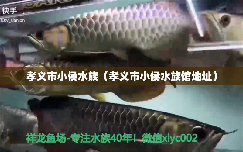 孝義市小侯水族（孝義市小侯水族館地址） 全國(guó)水族館企業(yè)名錄