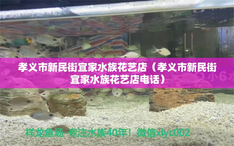 孝義市新民街宜家水族花藝店（孝義市新民街宜家水族花藝店電話）