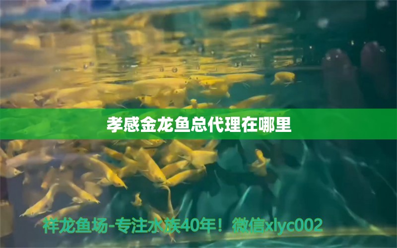 孝感金龍魚總代理在哪里 祥龍魚場