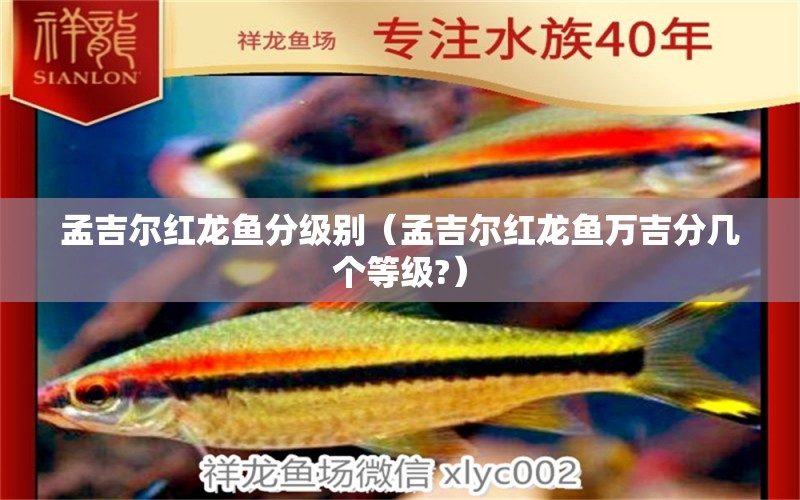 孟吉爾紅龍魚分級別（孟吉爾紅龍魚萬吉分幾個(gè)等級?）