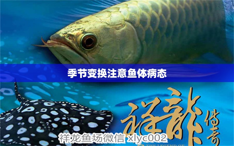 季節(jié)變換注意魚體病態(tài) 龍魚疾病與治療