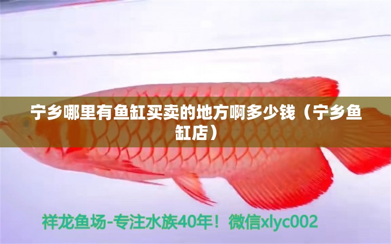 寧鄉(xiāng)哪里有魚缸買賣的地方啊多少錢（寧鄉(xiāng)魚缸店）