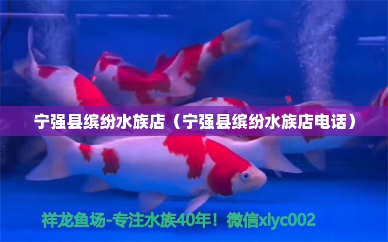 寧強(qiáng)縣繽紛水族店（寧強(qiáng)縣繽紛水族店電話） 全國(guó)水族館企業(yè)名錄