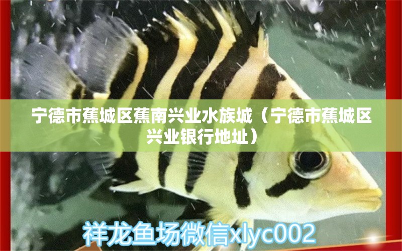 寧德市蕉城區(qū)蕉南興業(yè)水族城（寧德市蕉城區(qū)興業(yè)銀行地址） 全國水族館企業(yè)名錄