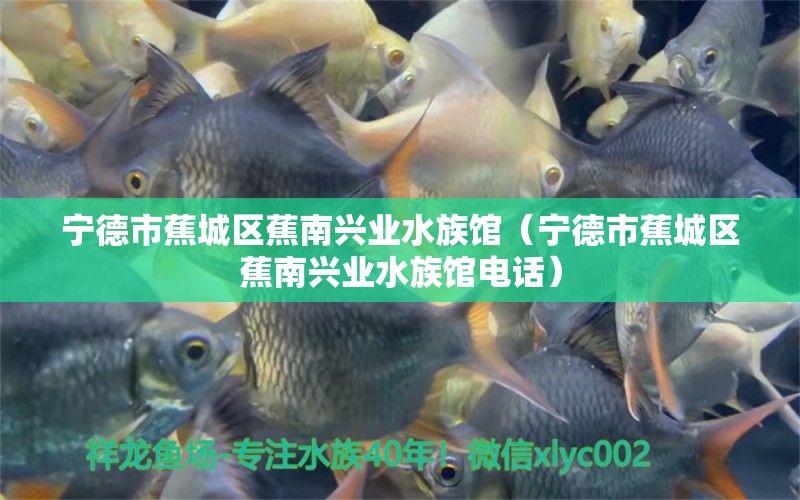 寧德市蕉城區(qū)蕉南興業(yè)水族館（寧德市蕉城區(qū)蕉南興業(yè)水族館電話）