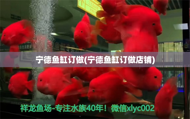 寧德魚缸訂做(寧德魚缸訂做店鋪) 星點(diǎn)金龍魚