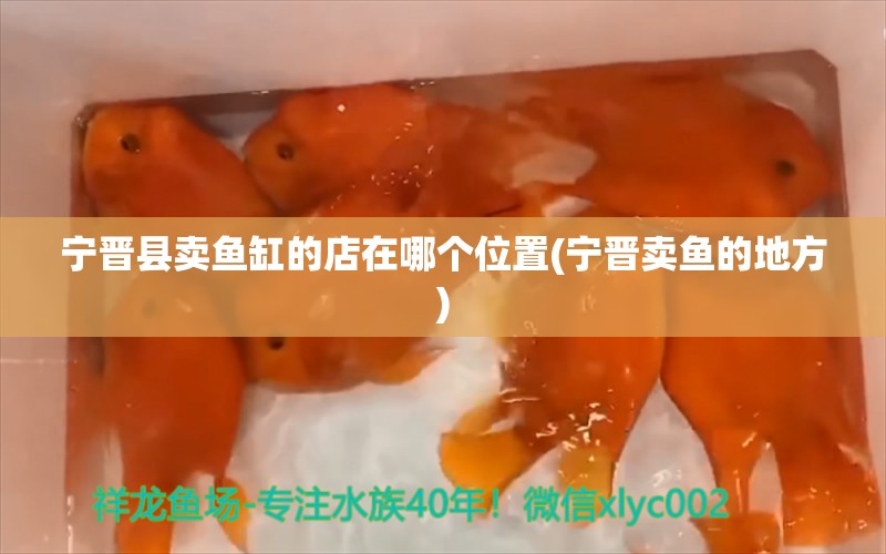 寧晉縣賣魚缸的店在哪個位置(寧晉賣魚的地方) 銀龍魚