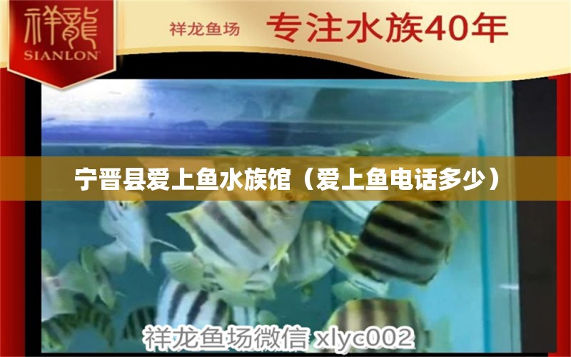 寧晉縣愛上魚水族館（愛上魚電話多少） 全國水族館企業(yè)名錄