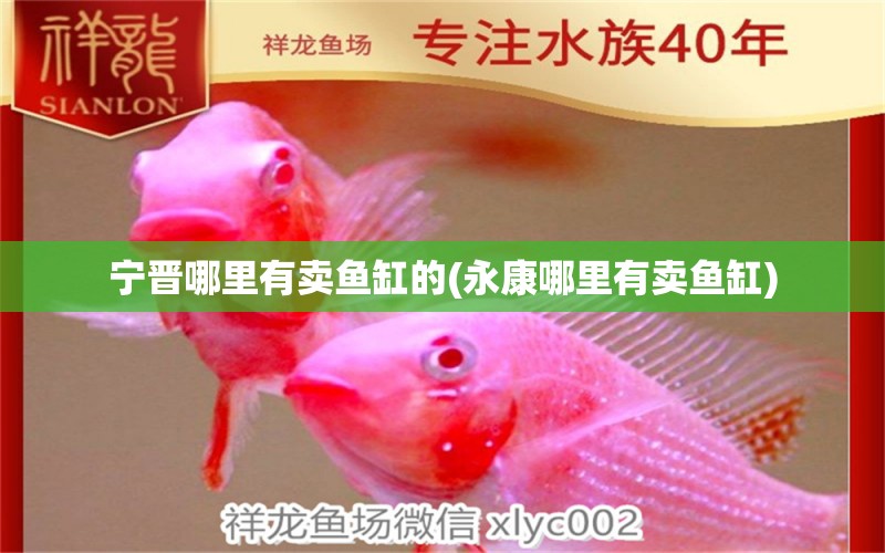 寧晉哪里有賣魚缸的(永康哪里有賣魚缸) 大白鯊魚苗