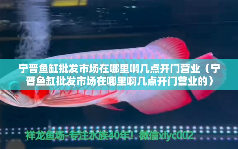 寧晉魚缸批發(fā)市場在哪里啊幾點開門營業(yè)（寧晉魚缸批發(fā)市場在哪里啊幾點開門營業(yè)的）