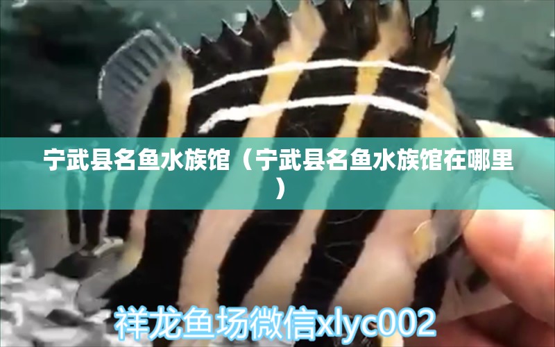 寧武縣名魚水族館（寧武縣名魚水族館在哪里） 全國水族館企業(yè)名錄