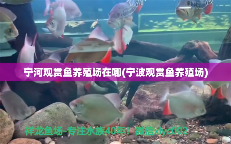 寧河觀賞魚養(yǎng)殖場(chǎng)在哪(寧波觀賞魚養(yǎng)殖場(chǎng)) 森森魚缸