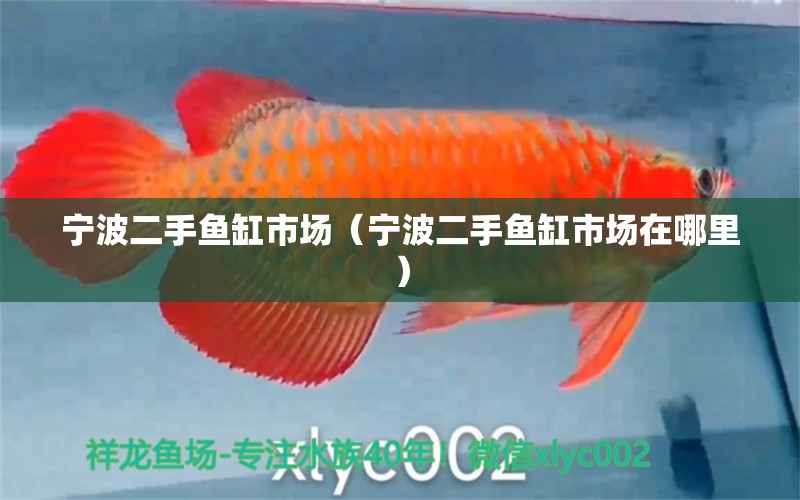 寧波二手魚缸市場（寧波二手魚缸市場在哪里）