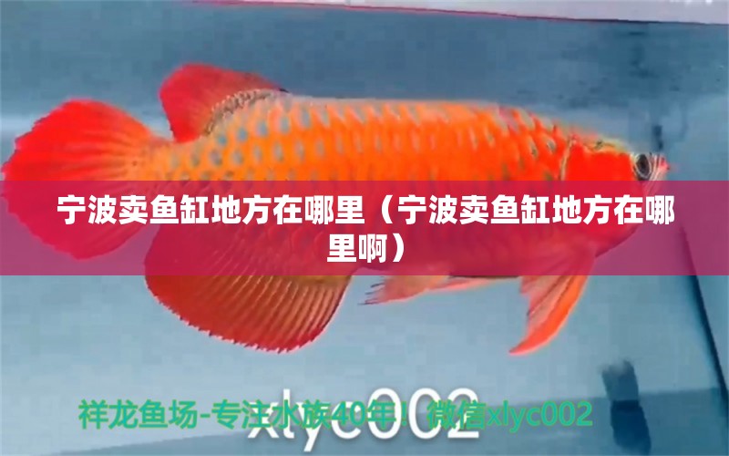 寧波賣魚缸地方在哪里（寧波賣魚缸地方在哪里?。? title=