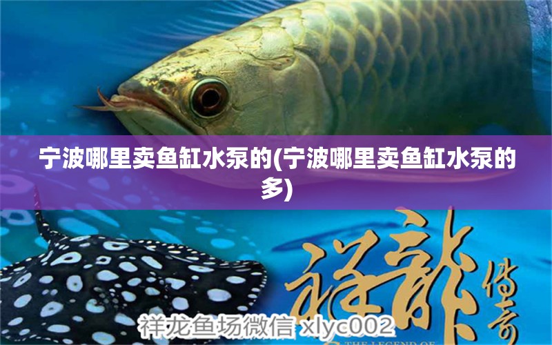 寧波哪里賣魚(yú)缸水泵的(寧波哪里賣魚(yú)缸水泵的多) 魚(yú)缸水泵