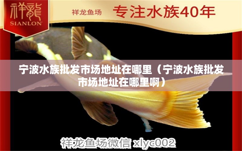 寧波水族批發(fā)市場地址在哪里（寧波水族批發(fā)市場地址在哪里?。? title=