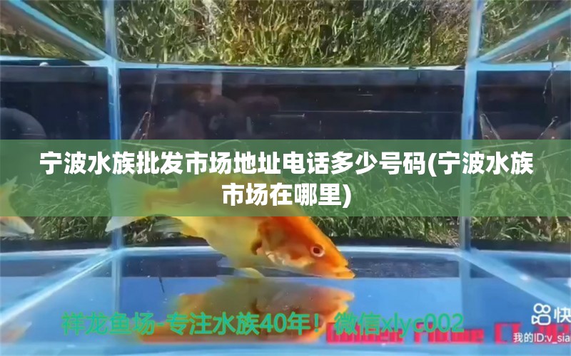 寧波水族批發(fā)市場(chǎng)地址電話多少號(hào)碼(寧波水族市場(chǎng)在哪里) 觀賞魚(yú)水族批發(fā)市場(chǎng)