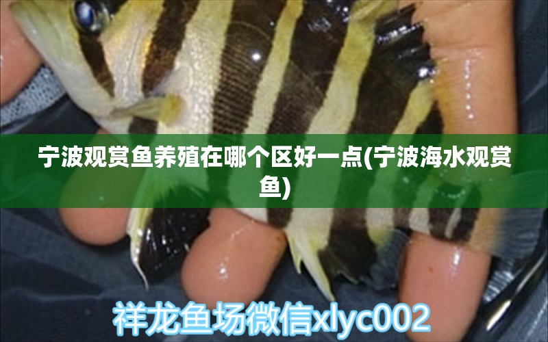 寧波觀賞魚(yú)養(yǎng)殖在哪個(gè)區(qū)好一點(diǎn)(寧波海水觀賞魚(yú)) 廣州水族器材濾材批發(fā)市場(chǎng)