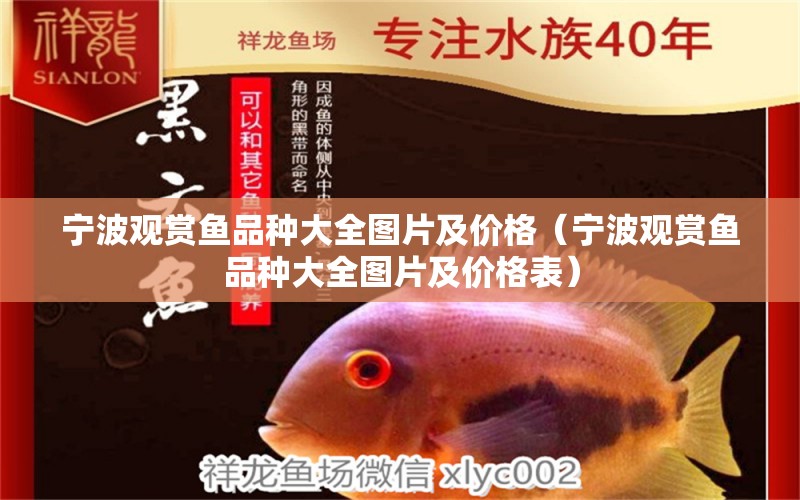 寧波觀賞魚品種大全圖片及價格（寧波觀賞魚品種大全圖片及價格表） 魚缸等水族設備