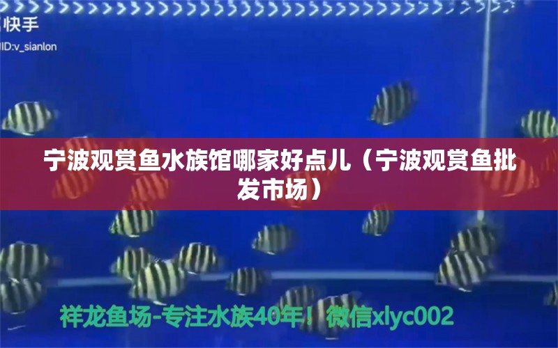 寧波觀賞魚水族館哪家好點(diǎn)兒（寧波觀賞魚批發(fā)市場）