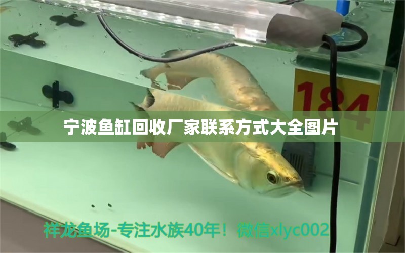 寧波魚缸回收廠家聯(lián)系方式大全圖片  黃金河虎魚