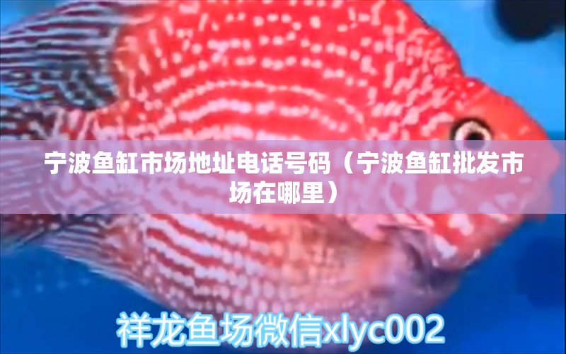 寧波魚缸市場地址電話號碼（寧波魚缸批發(fā)市場在哪里）