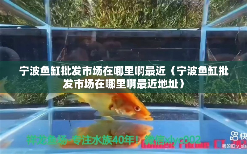 寧波魚缸批發(fā)市場在哪里啊最近（寧波魚缸批發(fā)市場在哪里啊最近地址） 金頭過背金龍魚