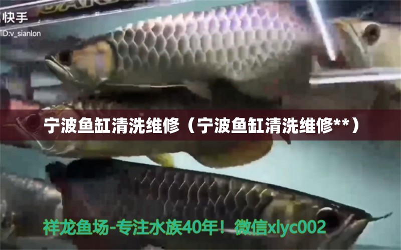 寧波魚(yú)缸清洗維修（寧波魚(yú)缸清洗維修**） 虎紋銀版魚(yú)