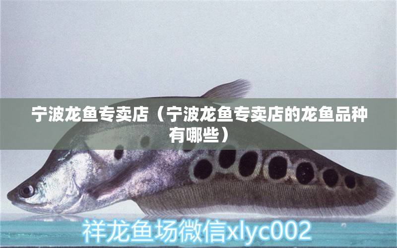 寧波龍魚專賣店（寧波龍魚專賣店的龍魚品種有哪些） 水族問答 第1張