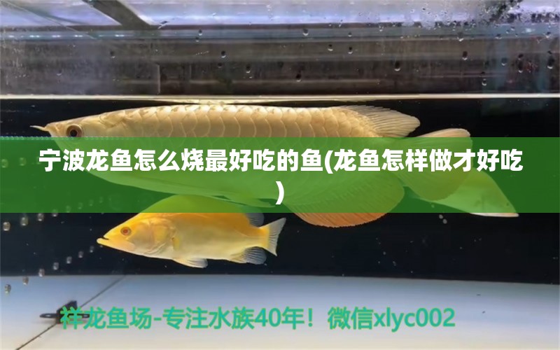 寧波龍魚怎么燒最好吃的魚(龍魚怎樣做才好吃) 泰國虎魚（泰虎）