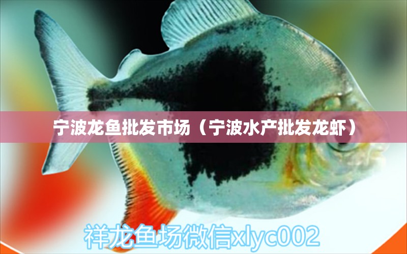 寧波龍魚批發(fā)市場（寧波水產(chǎn)批發(fā)龍蝦）