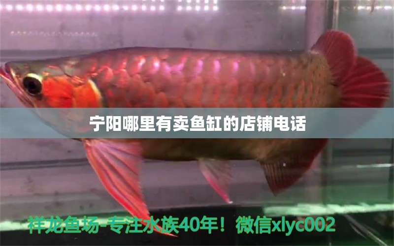 寧陽哪里有賣魚缸的店鋪電話