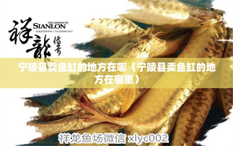 寧陵縣賣魚缸的地方在哪（寧陵縣賣魚缸的地方在哪里）