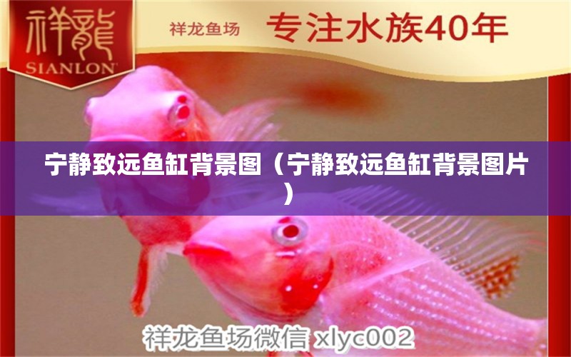 寧靜致遠(yuǎn)魚缸背景圖（寧靜致遠(yuǎn)魚缸背景圖片）