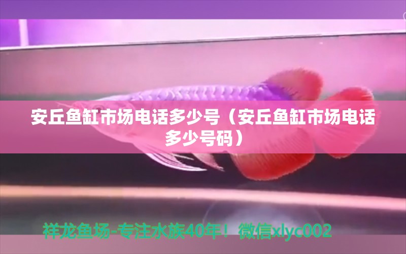 安丘魚缸市場電話多少號（安丘魚缸市場電話多少號碼）