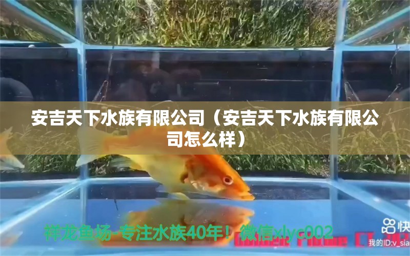 安吉天下水族有限公司（安吉天下水族有限公司怎么樣）