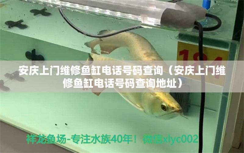 安慶上門維修魚缸電話號碼查詢（安慶上門維修魚缸電話號碼查詢地址） 祥龍水族醫(yī)院