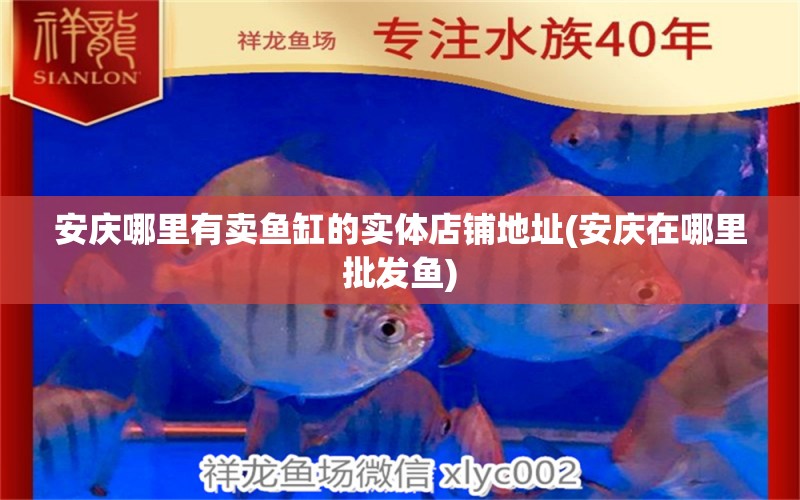 安慶哪里有賣魚缸的實體店鋪地址(安慶在哪里批發(fā)魚) 森森魚缸