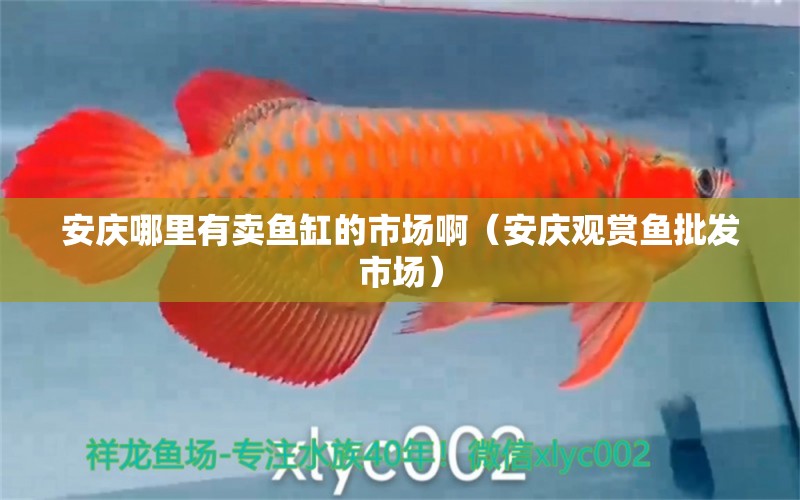 安慶哪里有賣(mài)魚(yú)缸的市場(chǎng)啊（安慶觀賞魚(yú)批發(fā)市場(chǎng)）