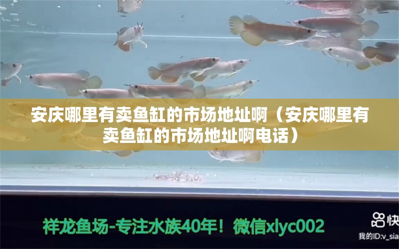 安慶哪里有賣魚缸的市場地址?。ò矐c哪里有賣魚缸的市場地址啊電話） 觀賞魚市場（混養(yǎng)魚）