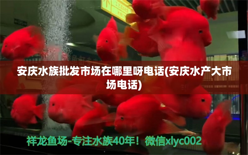 安慶水族批發(fā)市場在哪里呀電話(安慶水產(chǎn)大市場電話) 觀賞魚水族批發(fā)市場