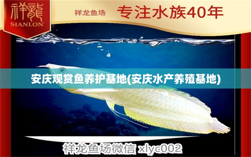 安慶觀賞魚(yú)養(yǎng)護(hù)基地(安慶水產(chǎn)養(yǎng)殖基地) 魚(yú)缸水泵