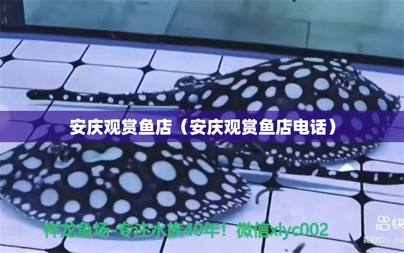 安慶觀賞魚店（安慶觀賞魚店電話） 觀賞魚市場