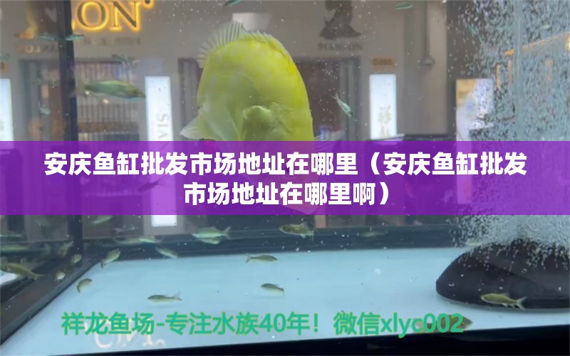 安慶魚缸批發(fā)市場地址在哪里（安慶魚缸批發(fā)市場地址在哪里?。?其他品牌魚缸