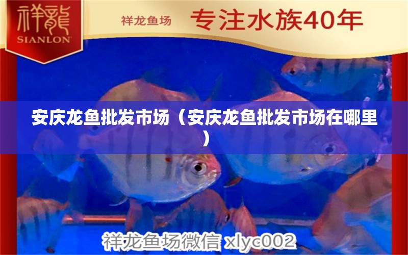 安慶龍魚批發(fā)市場（安慶龍魚批發(fā)市場在哪里）