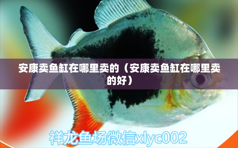 安康賣(mài)魚(yú)缸在哪里賣(mài)的（安康賣(mài)魚(yú)缸在哪里賣(mài)的好）